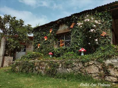 Gatos - Las Palmas By GEstores