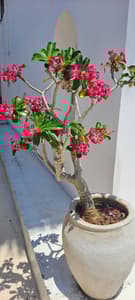 Mwendokasi: Double room 2nd floor with private balcony, seaview