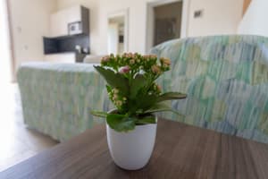 Camera Papavero