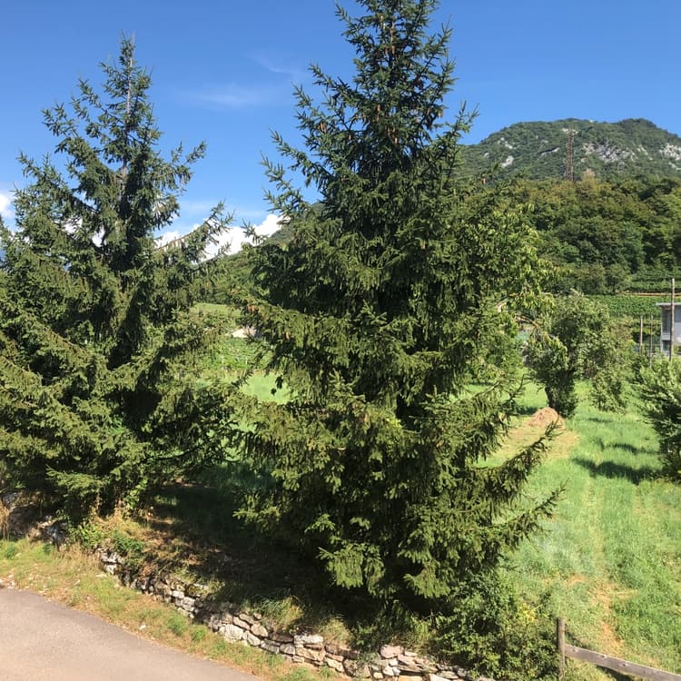 App6 · Povo - Affitto per intero mese Trento