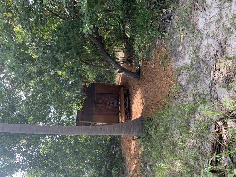 Jungle Hut