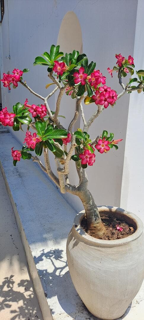 Mwendokasi: Double room 2nd floor with private balcony, seaview