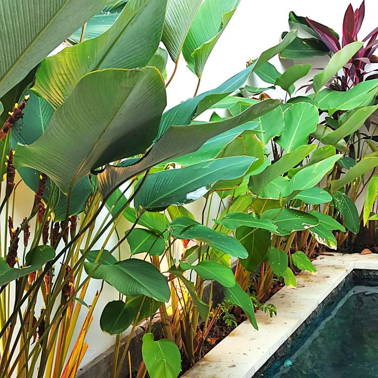 #1 Private 1BR Villa with Pool, Garden & Modern Comforts in Bali Umalas Canggu